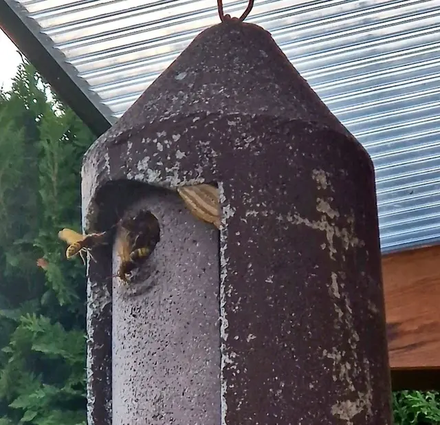 Die fleißigen Hornissen beim ständigen bauen und füttern.