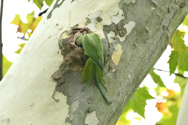 Foto: Copyright Andreas Schäfer