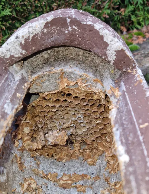 Die oberste Puppenstube der Hornisse im Vogelkasten