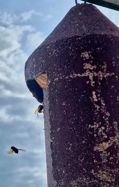 Hornissen ständig beim Futtersuchen