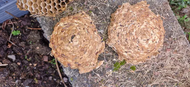 Wabenteller von Oben.