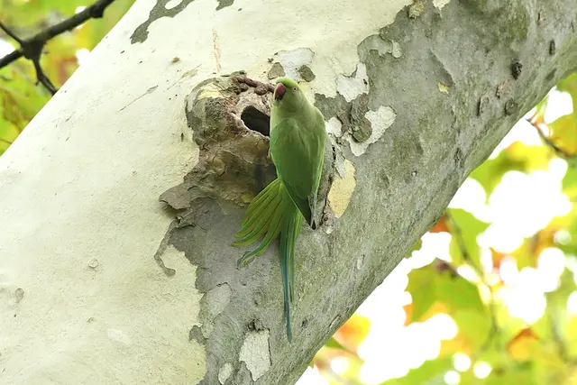 Foto: Copyright Andreas Schäfer