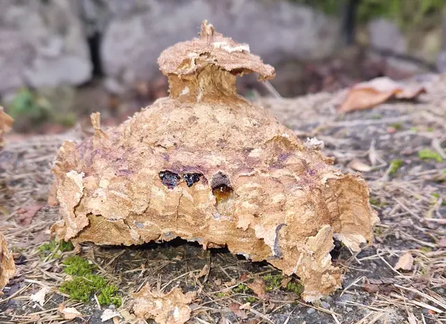 Das war die oberste und erste Schicht.