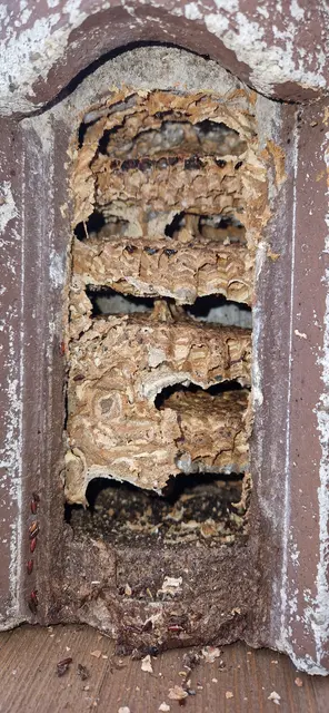 Hornissen Nest im Vogelkasten mit 5 Etagen.