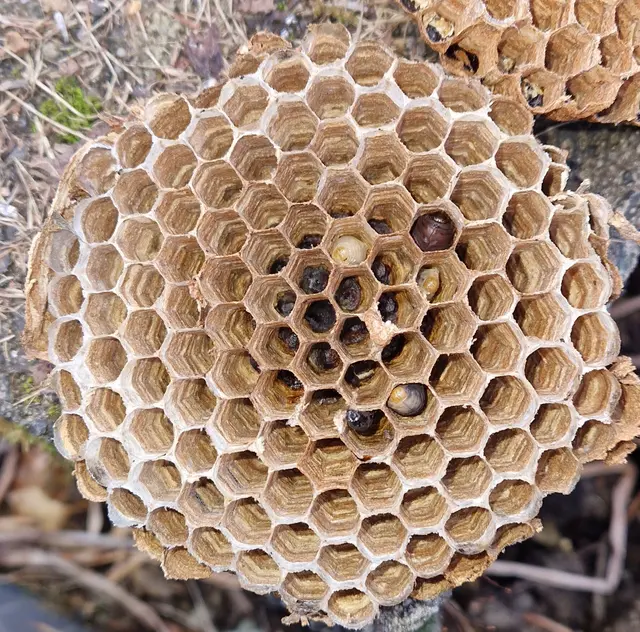 Hornissenpuppen die es nicht mehr geschafft haben.