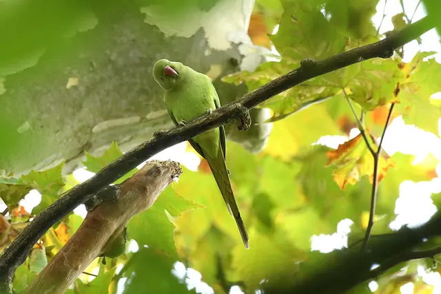 Foto: Copyright Andreas Schäfer