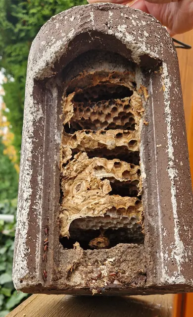 Etagen Nest der Hornisse im Vogelkasten