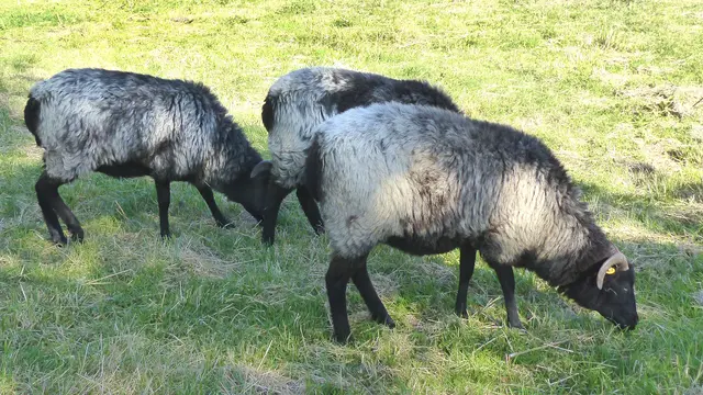 Rauhwollige Pommersche Landschafe auf der Insel Poel. Foto: Helmut Kuzina