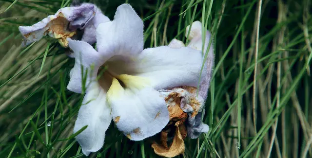 'Paulownia tomentosa' blüht von April bis Mai