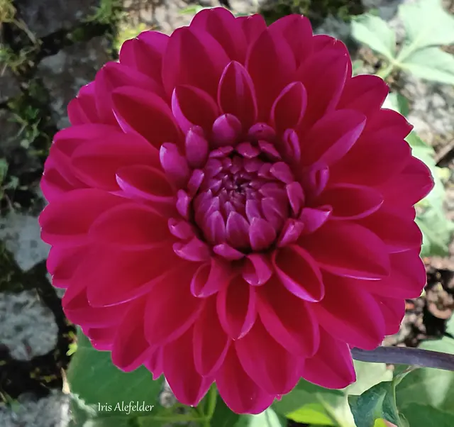 Foto: Iris Alefelder