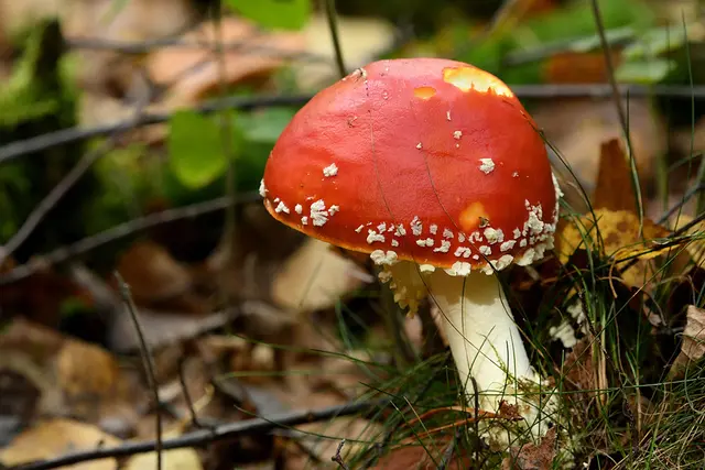 Foto: Copyright Andreas Schäfer