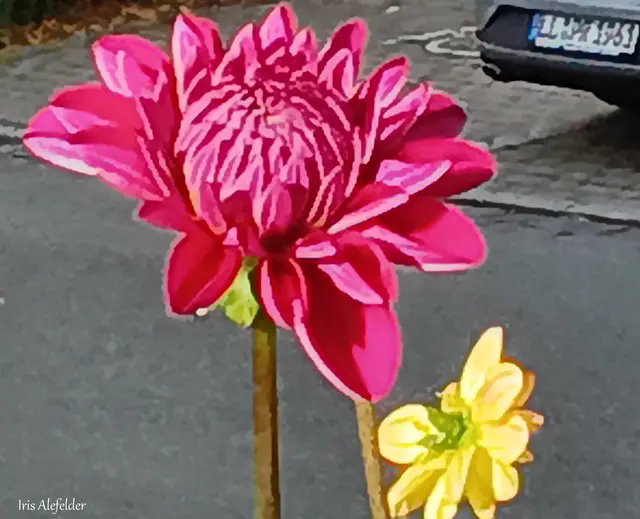 Foto: Iris Alefelder