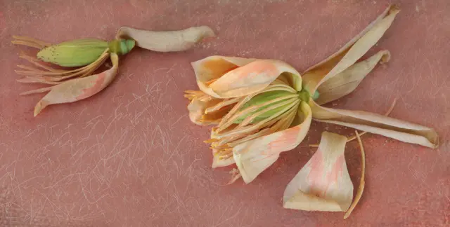 Blütezeit: Mai bis Juni