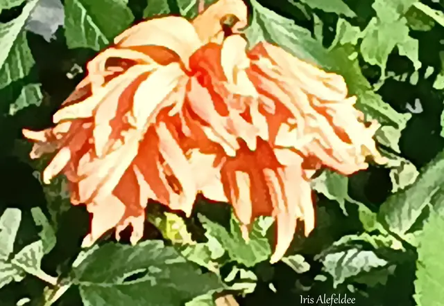 Foto: Iris Alefelder