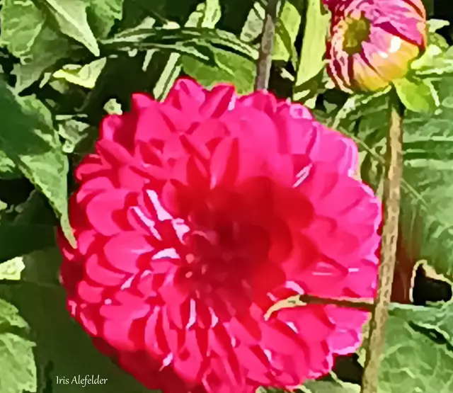 Foto: Iris Alefelder