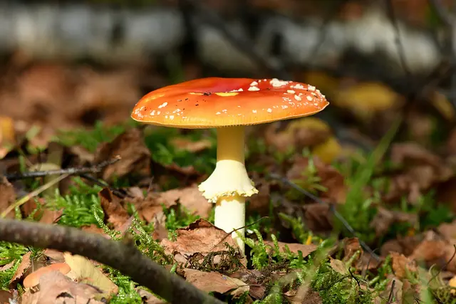 Foto: Copyright Andreas Schäfer