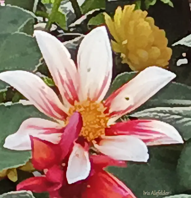 Foto: Iris Alefelder