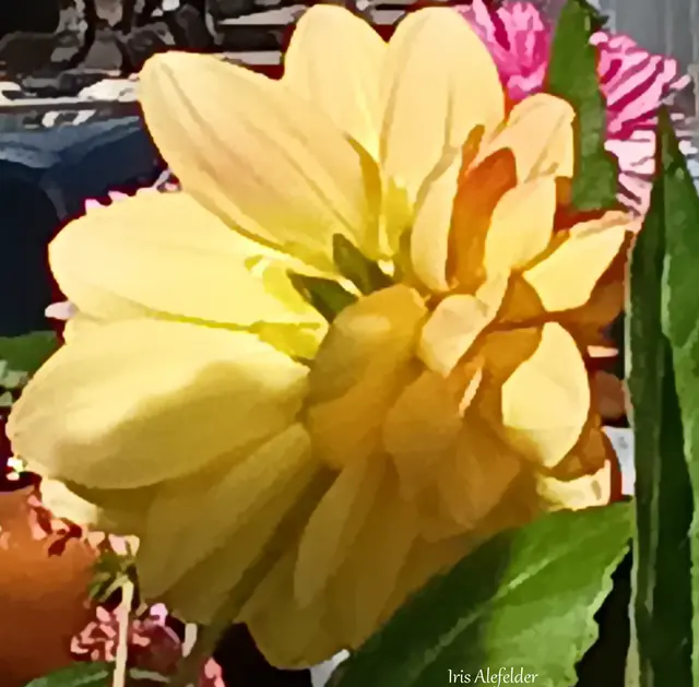 Foto: Iris Alefelder