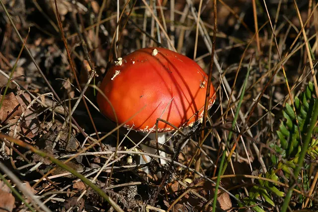 Foto: Copyright Andreas Schäfer