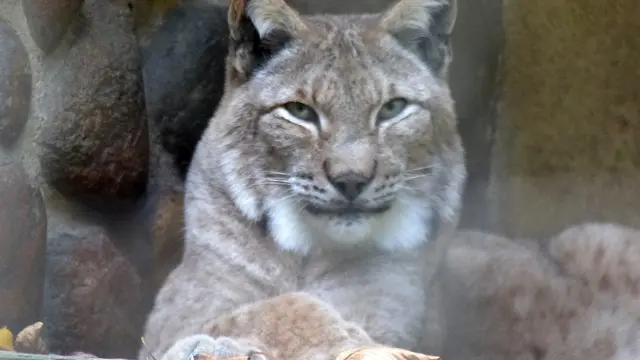 Auch am Tage beobachtet der Luchs die Besucher des Tierparks. Foto: Helmut Kuzina