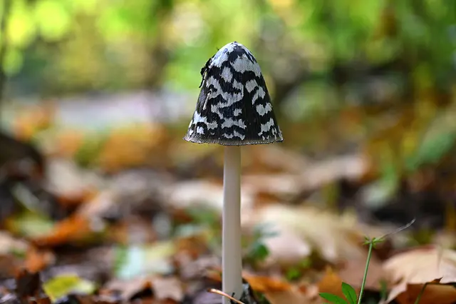 Tintlinge am Waldboden