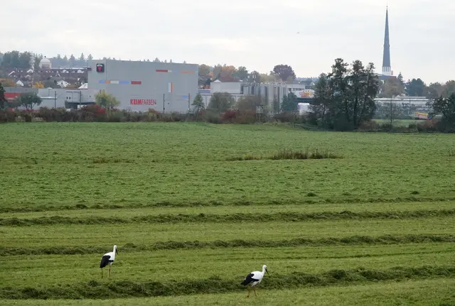 In den Schmutterwiesen auf Beutezug auf den frisch gemähten Wiesen