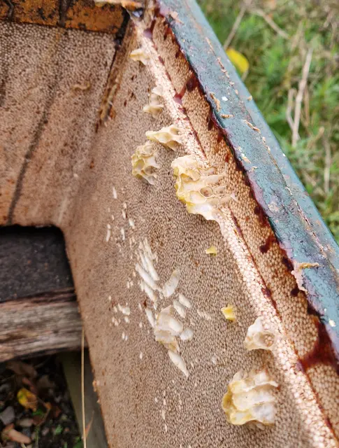 Reste der Bienenwaben hängen noch am gereinigten Stock des Imkers. | Foto: Wandern
