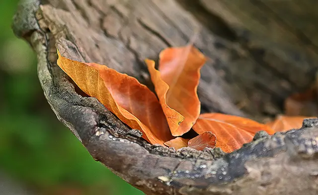 und natürlich überall schöne bunter Herbstblätter