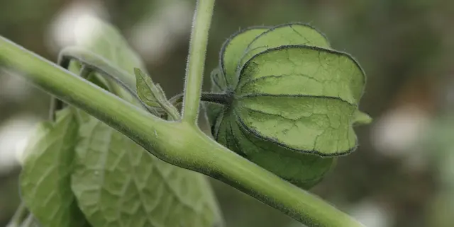 Kelchhülle der unreifen Frucht