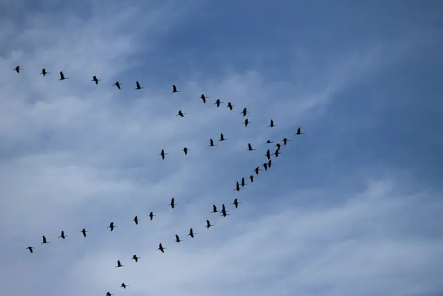 Die Kraniche schreien den Herbst herbei