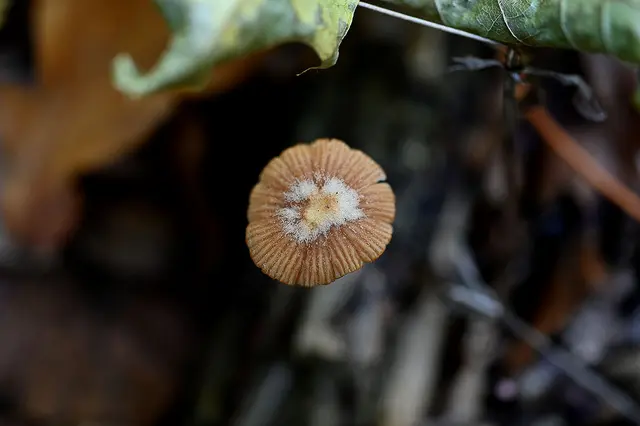 mit Pilzen kenne ich mich nicht so aus, daher kann ich hier keinen Namen nennen.