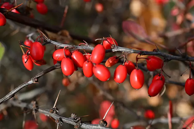 Auf den Weg zur Eilenriede zeigten sich schon die roten Früchte der Berberitze am Straßenrand. Kein Waldfoto, aber heute auch fotogarfiert.