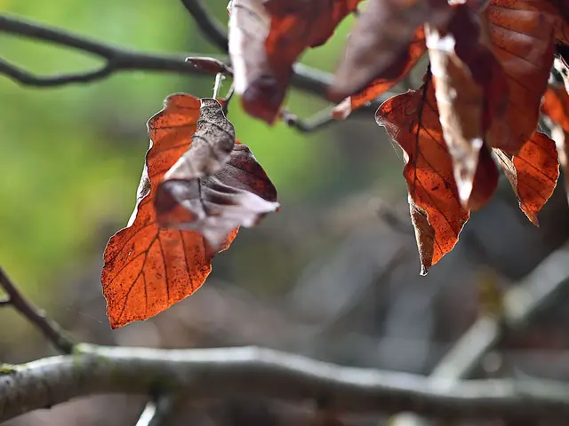Herbst in der Eilenriede