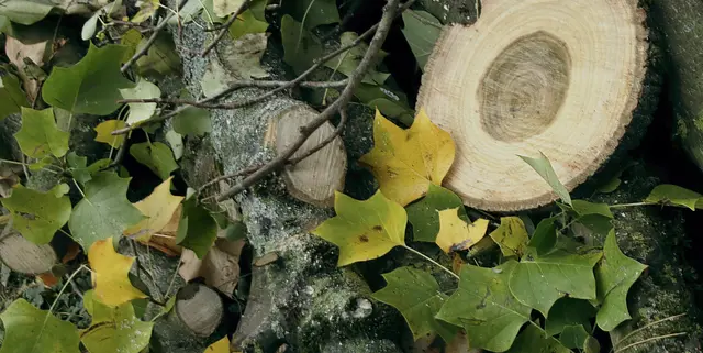 "Mein Freund, der Tulpenbaum ist tot. Er fiel im frühen Morgenrot ..." 😏
