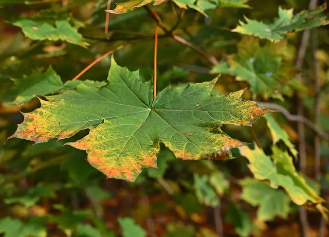und natürlich überall schöne bunter Herbstblätter