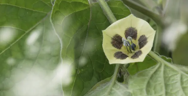 Blüte der 'Physalis peruviana' 