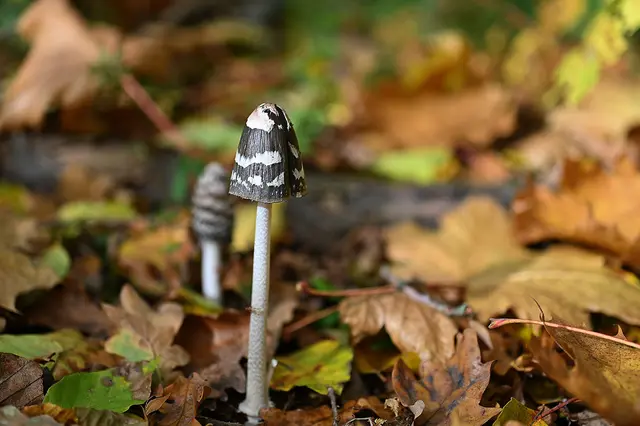 Tintlinge am Waldboden