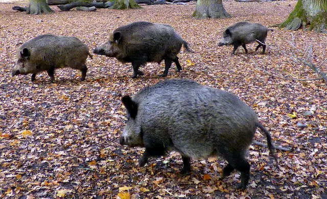 Im Laub gibt es immer was zu finden