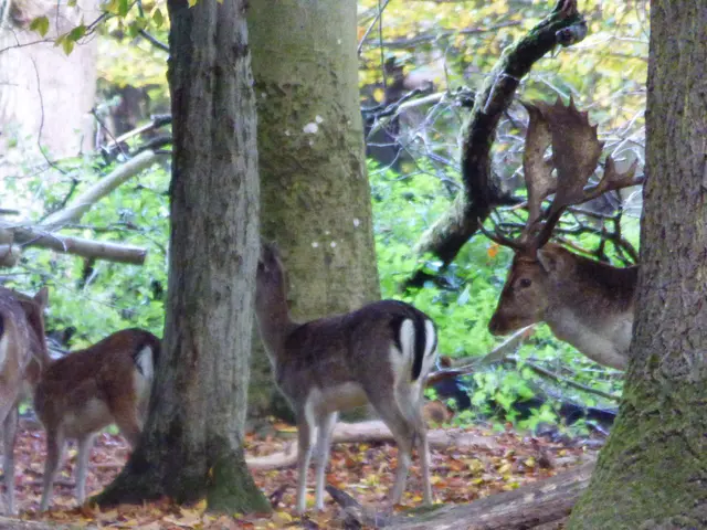 Er geht jetzt zu seiner Familie
