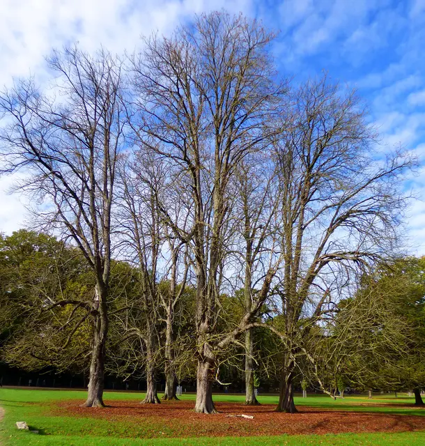 Der Tiergarten im Herbst