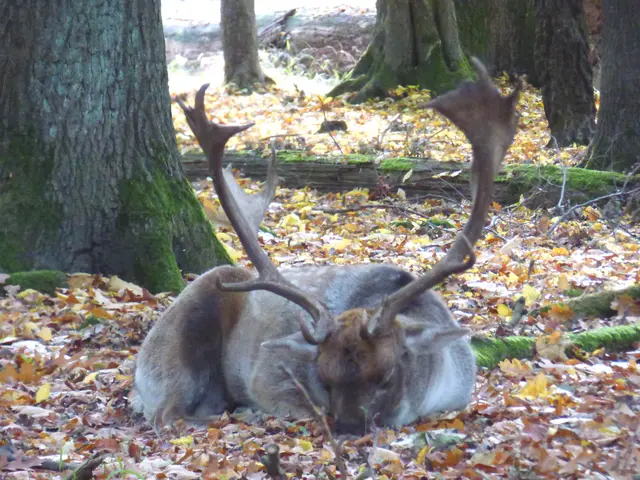 Die Damhirsche weit weg machen Mittagspause