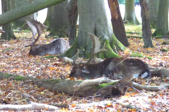 Mit dem Teleobjektiv kommt man aber ran