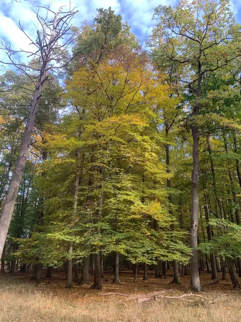 Der leuchtet herbstlich, aber wo sind die Tiere?