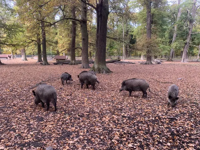 Weiter zum Gehege der Wildschweine