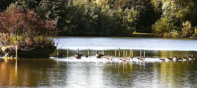 Gänse | Foto: Shima Mahi