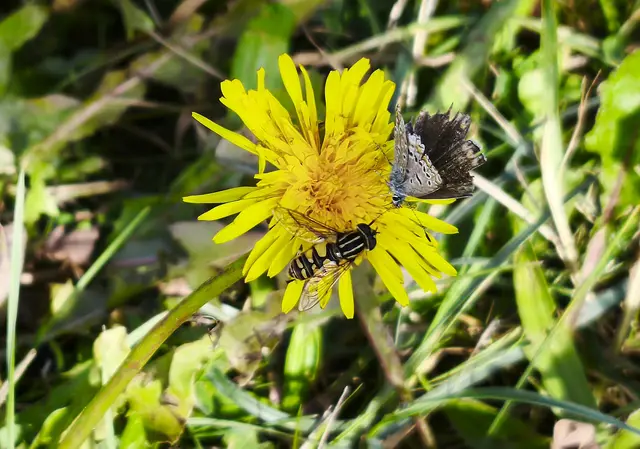 Zwei, die sich gut vertragen | Foto: Shima Mahi
