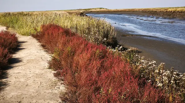 Herbstfarben im Langwarder Groden | Foto: Shima Mahi