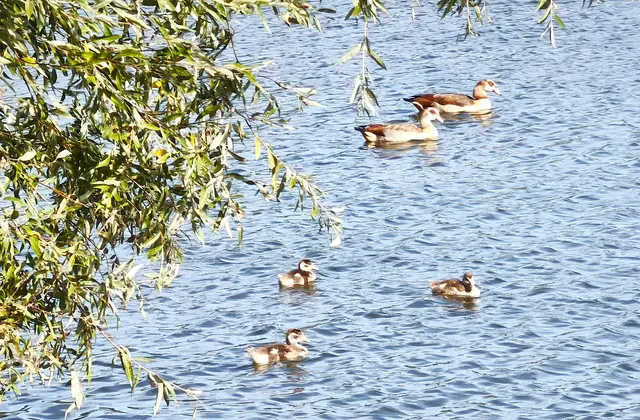 Nilgansküken im September | Foto: Shima Mahi