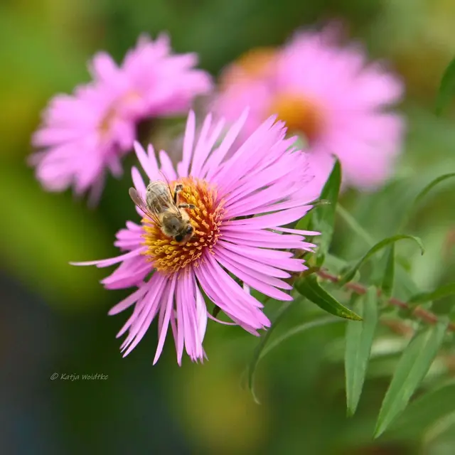 Garten im Jahreslauf (Foto: Katja Woidtke)

Garten im Oktober | Foto: Katja Woidtke