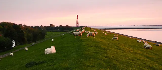 Die Deichschafe sind in rosa Licht getaucht. | Foto: Shima Mahi